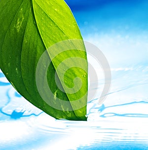 Green leaf and clear blue water