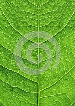 Green leaf close up