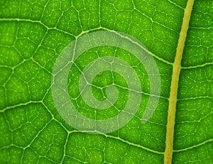 Green Leaf Close Up