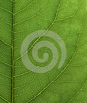 Green leaf close-up. photo