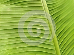 Green leaf close-up. Bush hosts as a decoration in the garden. Striped or grooved green leaf. Soft focus