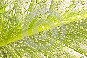 Green leaf close-up with dew drops