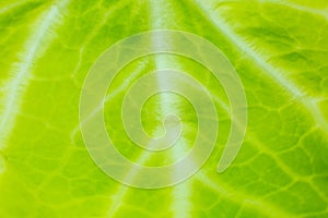 Green leaf close up. Fresh leaves texture background. Natural eco wallpaper. Vegetarian food. Vegetable and vitamins products.