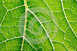 green leaf close up