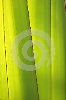 Green leaf close up - macro