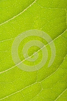 Green leaf close up macro