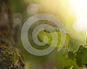 green leaf close-up macro bokeh background rain sunlight