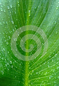 Texture of a green leaf with drops of water.