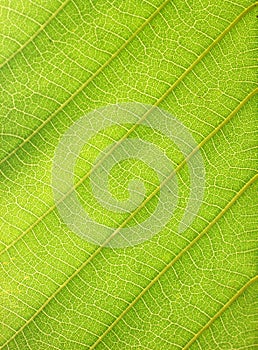 Green leaf close up nature background