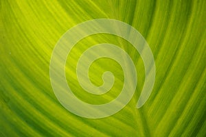 green leaf close up nature background