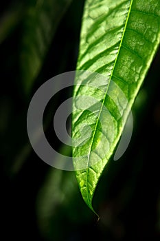 Green leaf