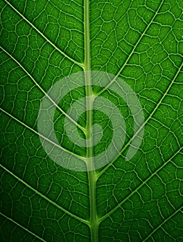 A green leaf close up texture with veins