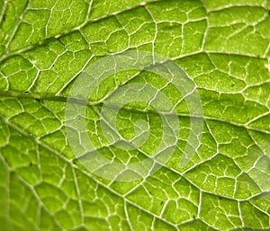 Green leaf closeup