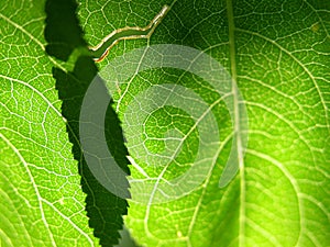 Green leaf closeup 1