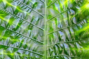 Green leaf closeup