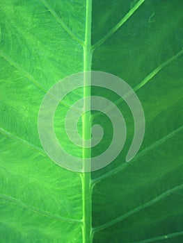 Green Leaf Closeup