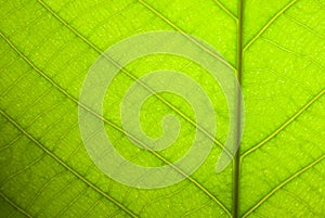 Green leaf closeup