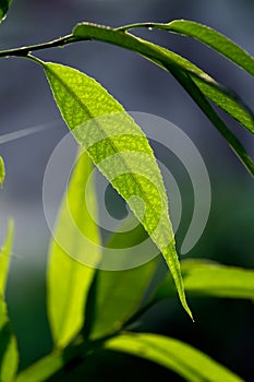 Green Leaf closeup on dark background isolated.