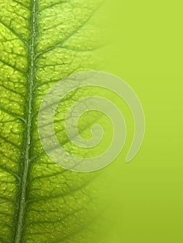 Green leaf closeup environment wallpaper with blank space