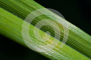 Green leaf closeup