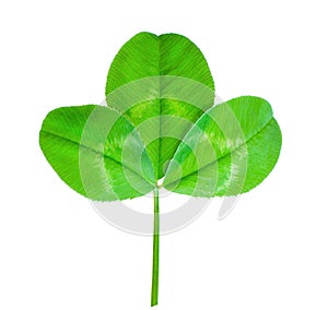 Green leaf clover isolated on, white background