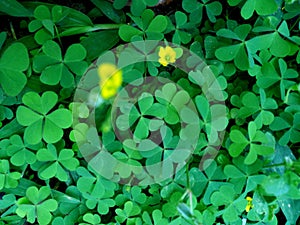 Green leaf Clover plant texture closeup background