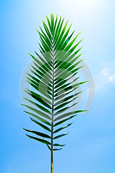 Green leaf of Coconut palm tree on blue sky background