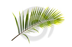 Green leaf of Coconut palm tree isolated on white background