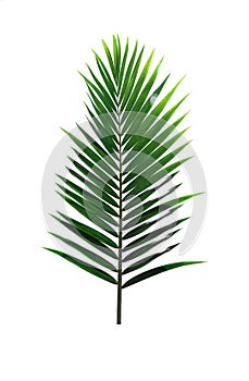 Green leaf of Coconut palm tree isolated on white background