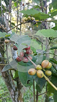 Green leaf and coffe bean tree