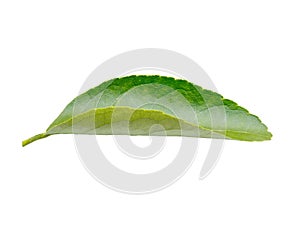 Green leaf collection isolated on white background. With  clipping path.  lemon leaf