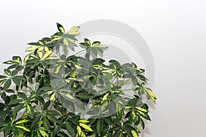 Green leaf and concrete grey wall texture background. Copyspace.