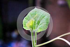 Green Leaf. Coolabah leaf