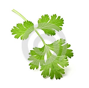 green leaf coriander isolate on white background