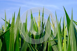 green leaf corn shoots in agricultural field on blue sky