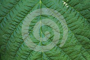 Green leaf corrugated texture for abstract background close up.