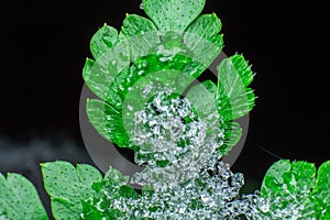 Green leaf covered with crystals of snow and ice, melting snow or ice, concept of the arrival of spring