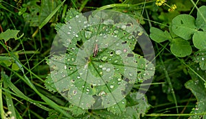 Green leaf covered with drops
