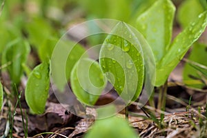 Green Leaf covered in Rain Droplets