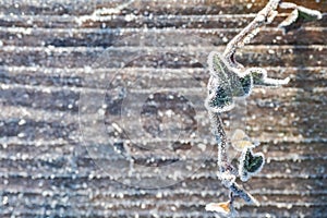 Green leaf covered with snow. Top down view. Selective focus, Winter season concept