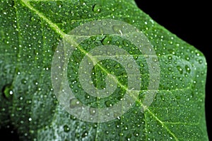 Green leaf covered by water droplets