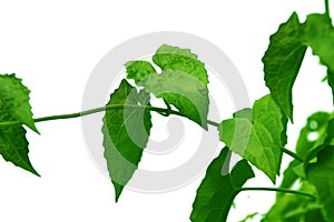 Green leaf of creeper tree style and shape on white background.