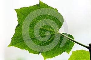 Green leaf of cucmber on a white background. Close-up of green leaf. Macro.