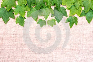 Green leaf currant frame isolate on canvas background. Top view. Free space inscription field