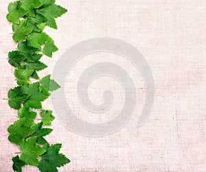 Green leaf currant frame isolate on canvas background. Top view. Free space inscription field