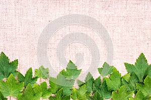 Green leaf currant frame isolate on canvas background. Top view. Free space inscription field