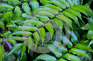 Green leaf of Cycad