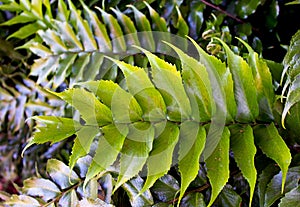 Green leaf of Cycad