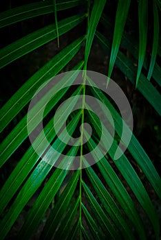 Green leaf with dark background. dark preset photo