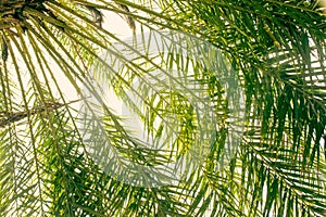 Green leaf date palm nature abstract texture background